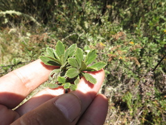 Holodiscus argenteus