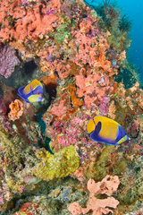 Pomacanthus navarchus