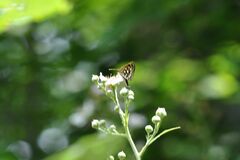 Heteropterus morpheus