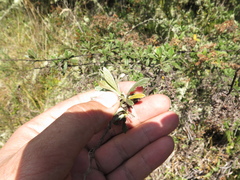 Holodiscus argenteus