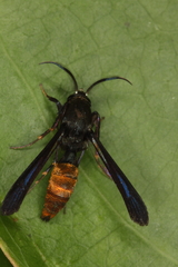 Similipepsis aurea