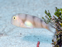 Iniistius aneitensis