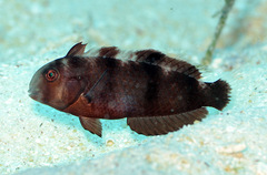 Iniistius aneitensis