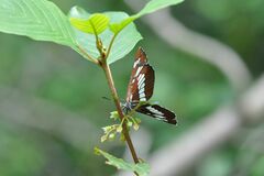 Neptis rivularis
