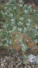 Calotropis procera
