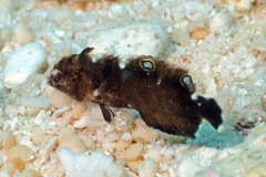 Iniistius aneitensis