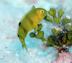 Iniistius aneitensis