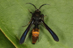Similipepsis aurea