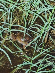 Platyplectrum ornatum