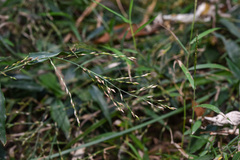Ichnanthus pallens