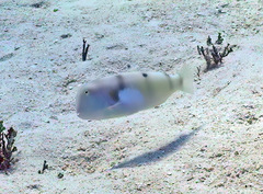 Iniistius aneitensis