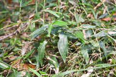 Ichnanthus pallens