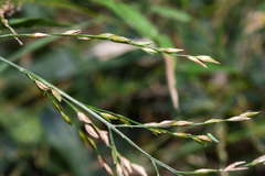 Ichnanthus pallens