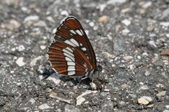 Neptis rivularis