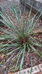 Yucca louisianensis