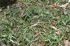 Ichnanthus pallens
