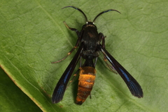 Similipepsis aurea