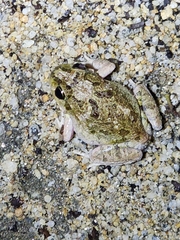 Platyplectrum ornatum