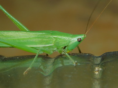 Ensifera