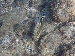Epinephelus stoliczkae