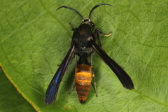 Similipepsis aurea