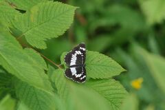 Neptis rivularis
