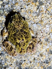 Platyplectrum ornatum