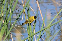 Ploceus melanocephalus