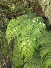Lophosoria quadripinnata