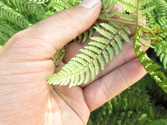 Lophosoria quadripinnata