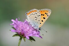 Lycaena alciphron