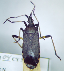 Dicranocephalus agilis