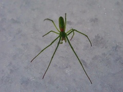 Tetragnatha viridis