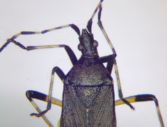 Dicranocephalus agilis
