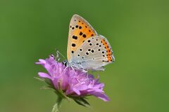 Lycaena alciphron