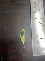 Melopsittacus undulatus domesticus