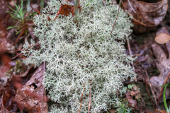 Cladonia confusa