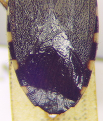 Dicranocephalus agilis