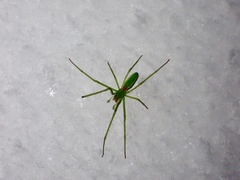 Tetragnatha viridis