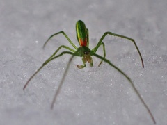 Tetragnatha viridis
