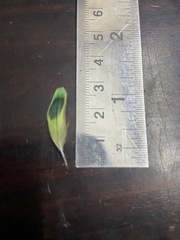 Melopsittacus undulatus domesticus