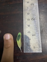 Melopsittacus undulatus domesticus