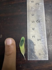 Melopsittacus undulatus domesticus