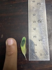 Melopsittacus undulatus domesticus