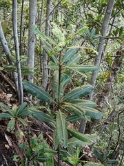 Pleiomeris canariensis image