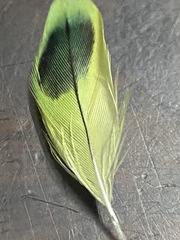 Melopsittacus undulatus domesticus