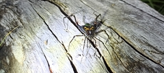 Sadocus polyacanthus