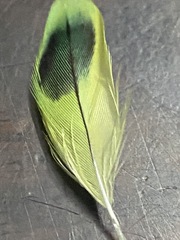 Melopsittacus undulatus domesticus