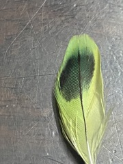 Melopsittacus undulatus domesticus