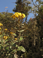Scrobicaria ilicifolia